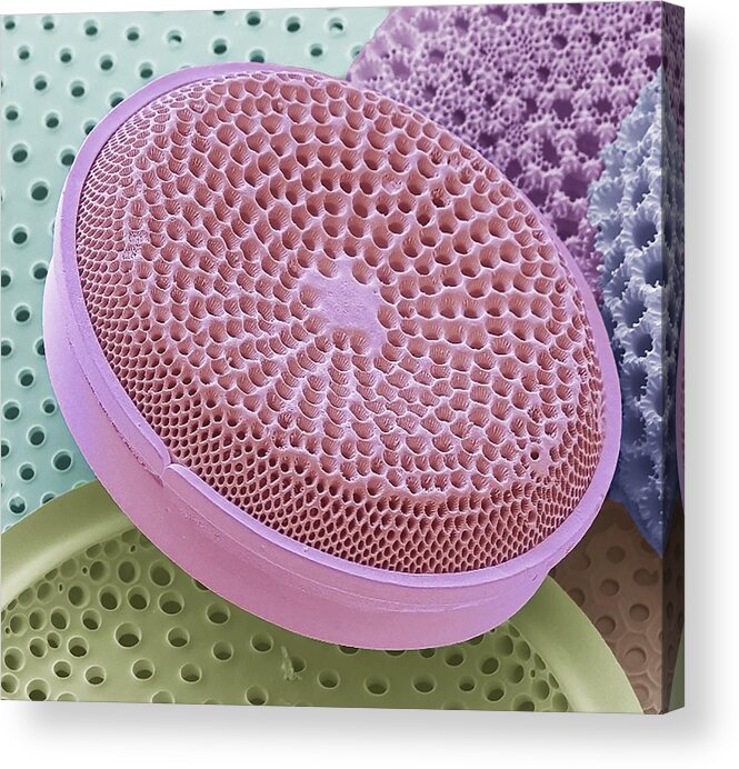Colored Acrylic Print featuring the photograph Diatoms #1 by Steve Gschmeissner/science Photo Library