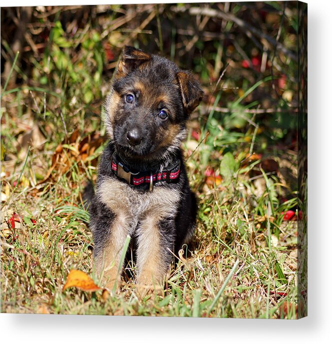 German Shepherd Acrylic Print featuring the photograph Pretty Puppy #2 by Sandy Keeton