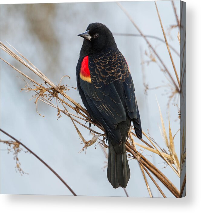 Red-winged Blackbird Acrylic Print featuring the photograph Red-winged Blackbird #2 by Angie Vogel