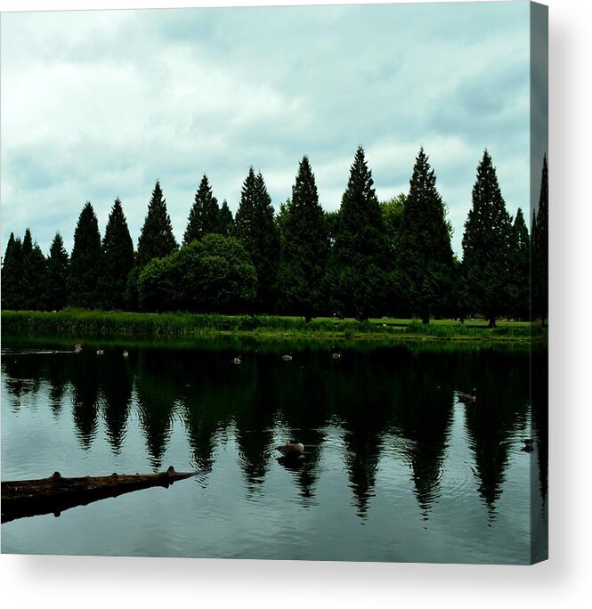 Reflection Acrylic Print featuring the photograph A Gaggle of Pines by Laureen Murtha Menzl
