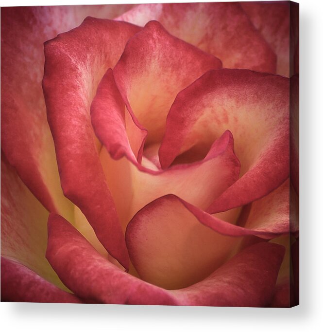 Rose Acrylic Print featuring the photograph A Rose is a Rose by James Barber