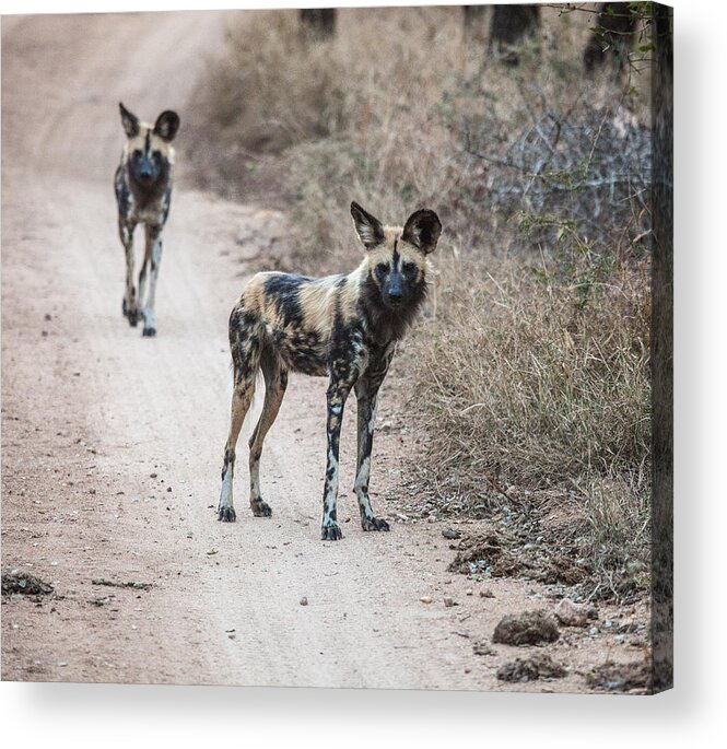 Africa Acrylic Print featuring the photograph African Wild Dogs by Craig Brown