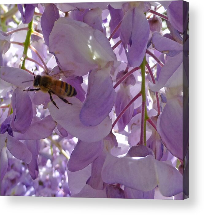 Honey Acrylic Print featuring the photograph Bee in Wisteria by Claudia Goodell