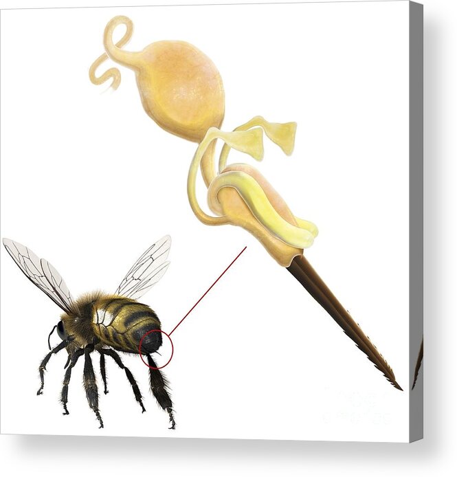 https://render.fineartamerica.com/images/rendered/default/acrylic-print/8/7.5/hangingwire/break/images-medium-5/bee-sting-anatomical-artwork-claus-lunau.jpg