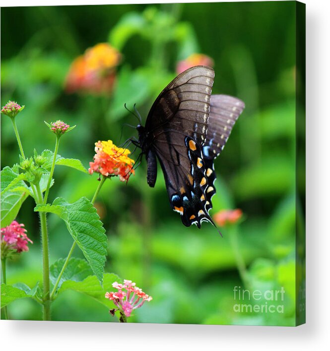 Photography Acrylic Print featuring the photograph Black Swallowtail Among the Flowers by Jackie Farnsworth