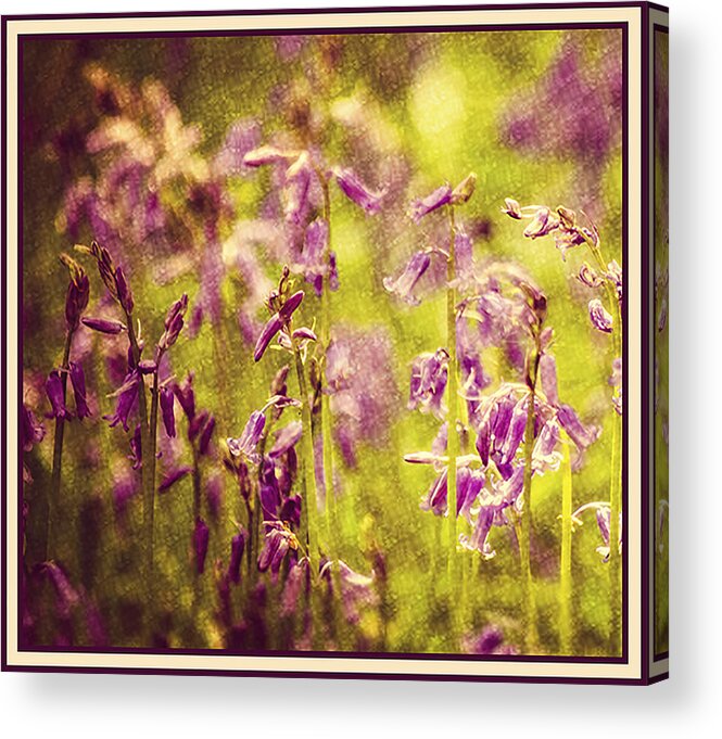 Bell Bottle Acrylic Print featuring the photograph Bluebell in the woods by Spikey Mouse Photography