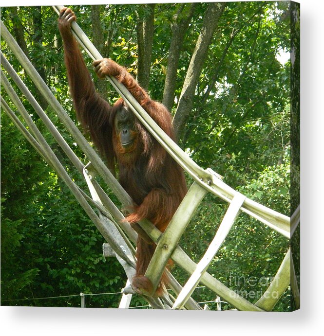 Bonnie The Orangutan Acrylic Print featuring the photograph Bonnie The Orangutan by Emmy Vickers