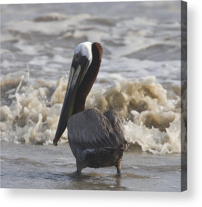Pelican Acrylic Print featuring the photograph Brown Pelican by Jim E Johnson