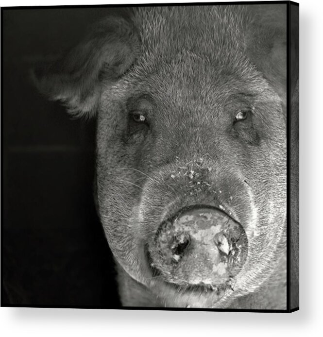 Pig Photo Acrylic Print featuring the photograph Pig photo black and white photo by Marysue Ryan