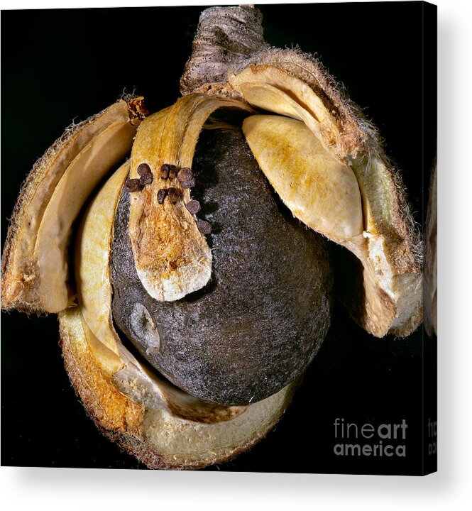 Bud Acrylic Print featuring the photograph Bud by Russell Brown