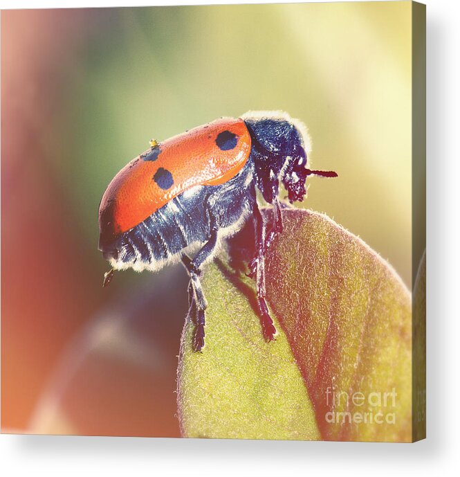 Bug Red Leaf Retro Light Instagram Square Nature Insect Green Life Greenery Dots Points Lady Bug Light Leak Acrylic Print featuring the photograph Bug on a leaf by Perry Van Munster