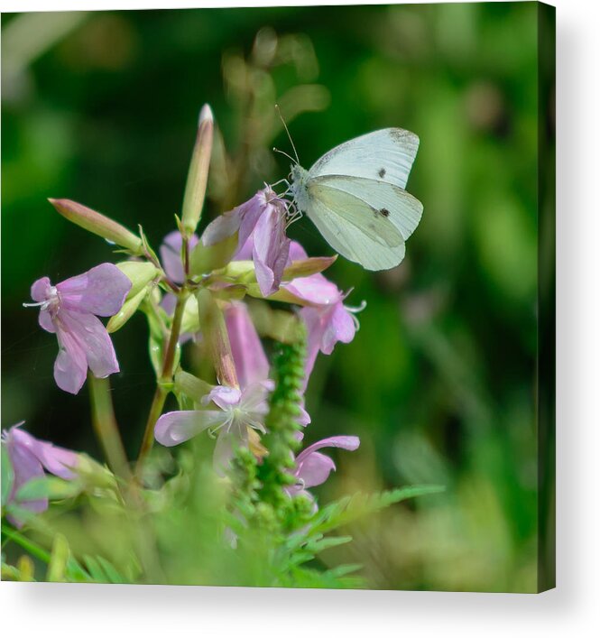 White Acrylic Print featuring the photograph Cabbage White Butterfly by James Canning