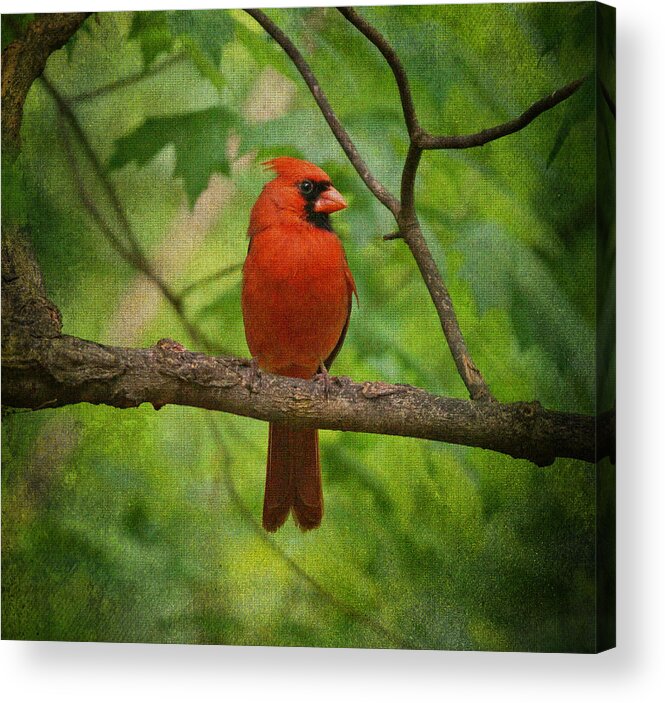 Cardinal Acrylic Print featuring the photograph Cardinal in Spring by Sandy Keeton