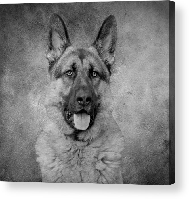 German Shepherd Acrylic Print featuring the photograph Chance - Black and White II by Sandy Keeton