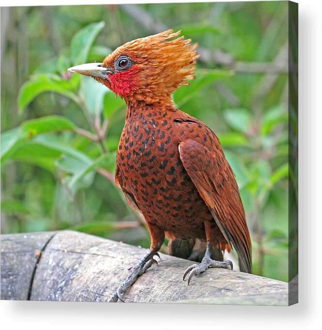 Woodpeckers Acrylic Print featuring the photograph Chestnut-Colored Woodpecker by Peggy Collins