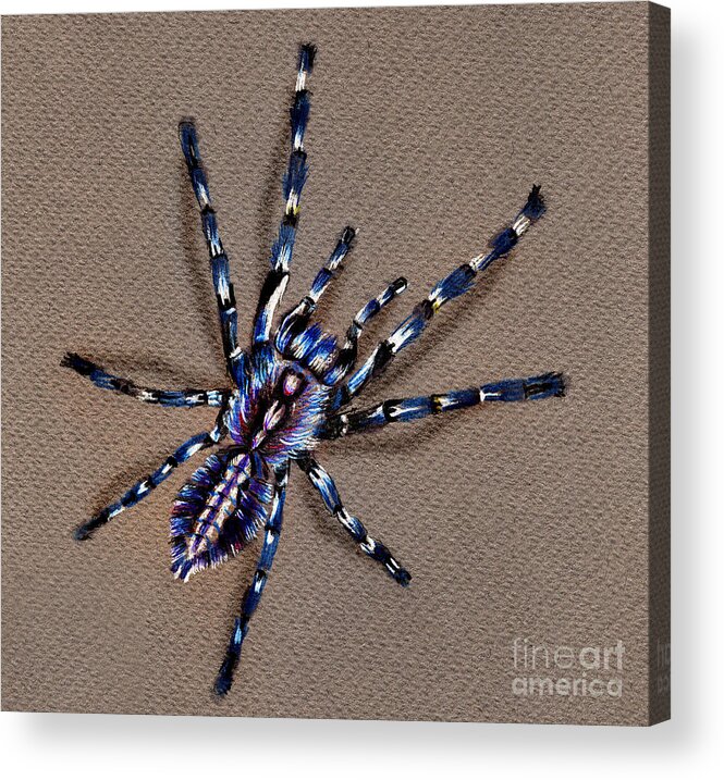 Cobalt Blue Tarantula Acrylic Print featuring the drawing Cobalt Blue Tarantula by Daliana Pacuraru