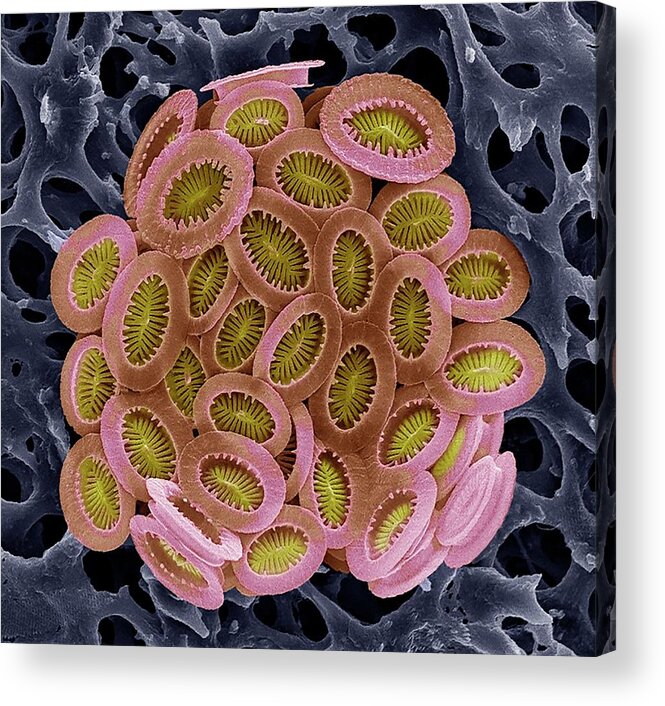Calcareous Phytoplankton Acrylic Print featuring the photograph Coccolithophore by Steve Gschmeissner