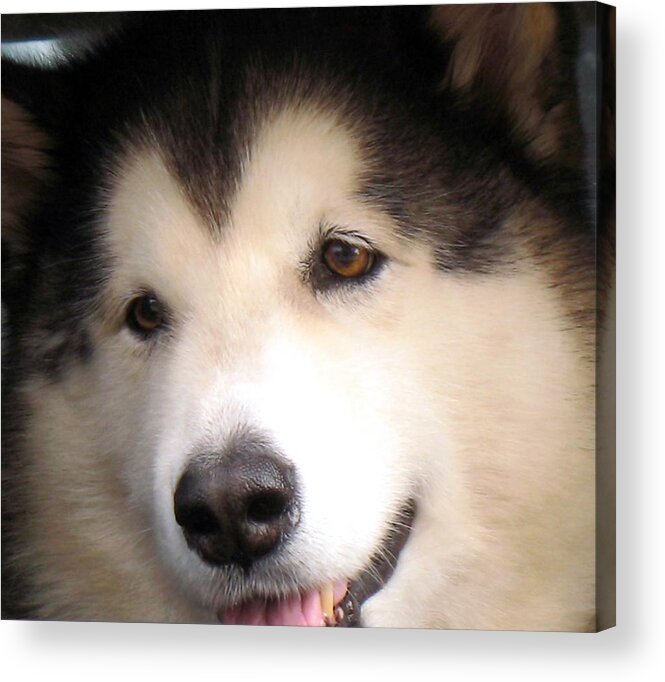 Malamute Acrylic Print featuring the photograph Come back soon........ by Andrea Lazar