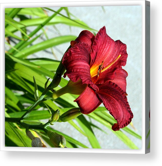 Cranberry Acrylic Print featuring the photograph Cranberry Colored Lily by Kay Novy