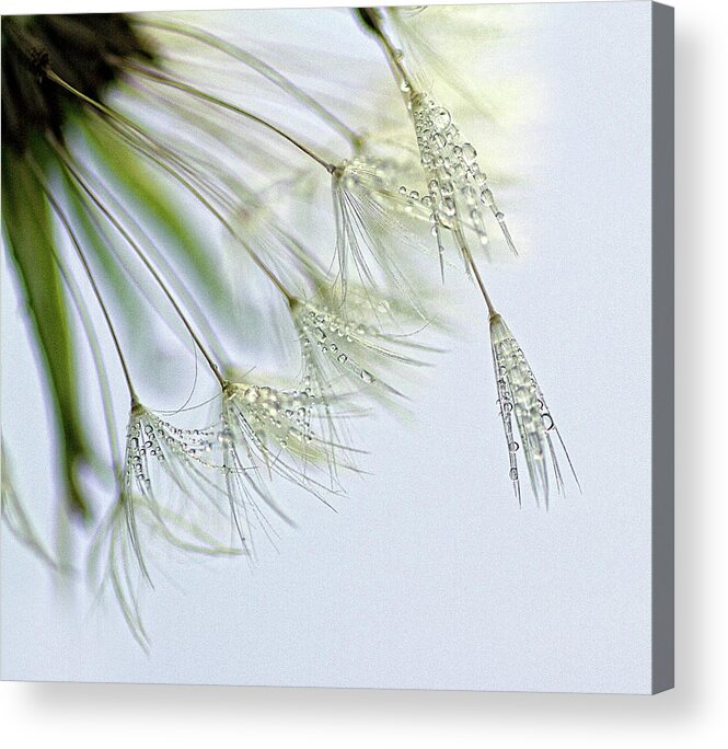 Drop Acrylic Print featuring the photograph Crea Diem by Jeanette Svensson