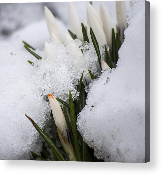 Crocus Acrylic Print featuring the photograph Crocus by Spikey Mouse Photography