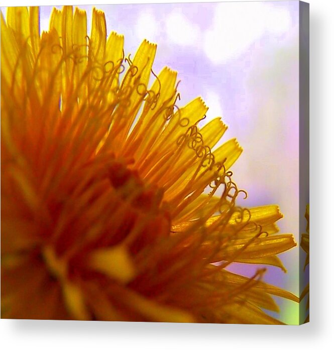 Flower Acrylic Print featuring the photograph Dandy Lion by Kathleen Luther