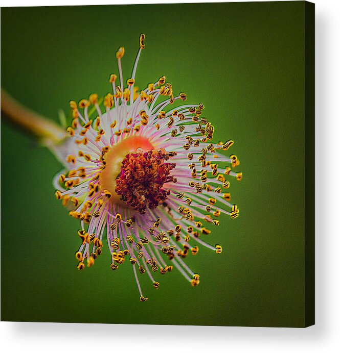Flower Acrylic Print featuring the photograph Death Of A Flower by Bill and Linda Tiepelman