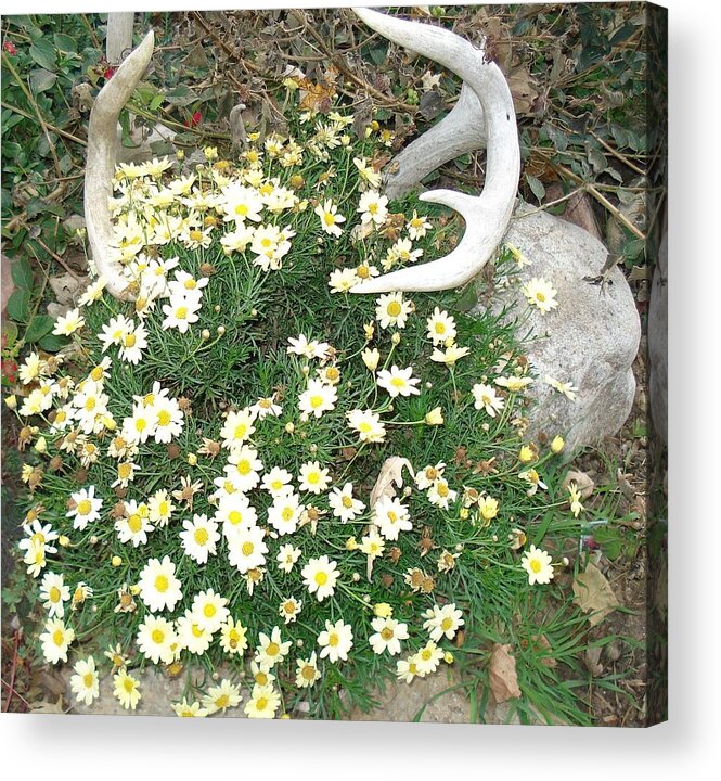 Nature Acrylic Print featuring the photograph Deer Antler one by J L Zarek