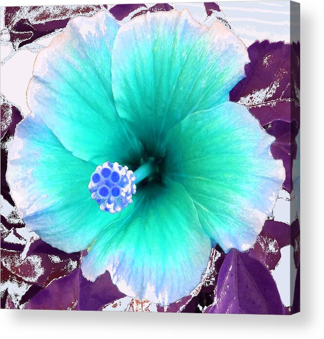 Dream Acrylic Print featuring the photograph Dreamflower by Linda Bailey