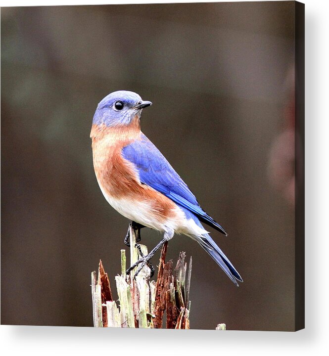 Bluebird Acrylic Print featuring the photograph Eastern Bluebird - The Old Fence Post by Travis Truelove