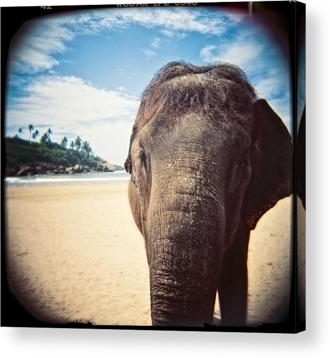 Animals Acrylic Print featuring the photograph Elephant on the Beach by Carol Whaley Addassi