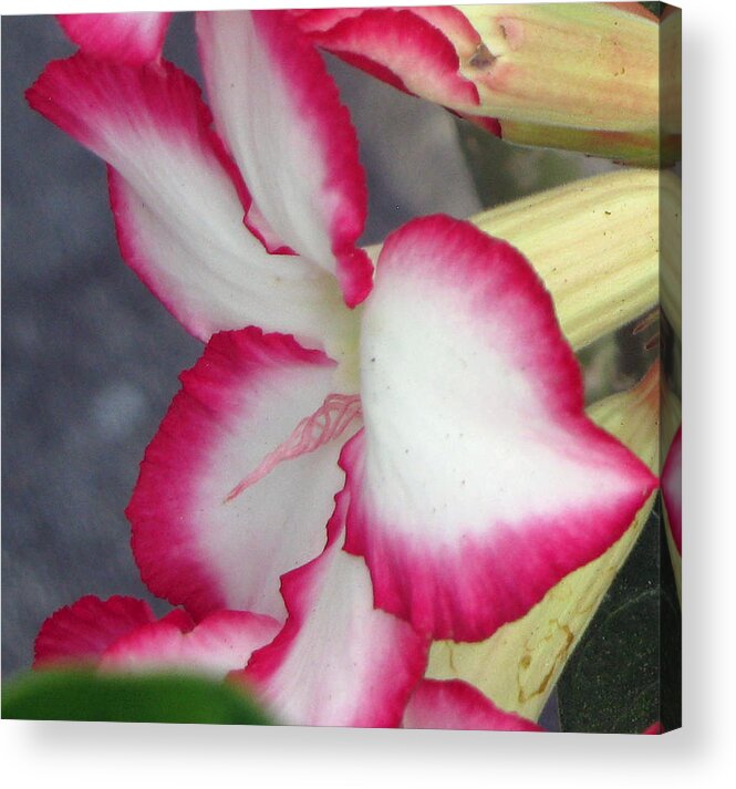Pink Acrylic Print featuring the photograph Exposed by Debi Singer