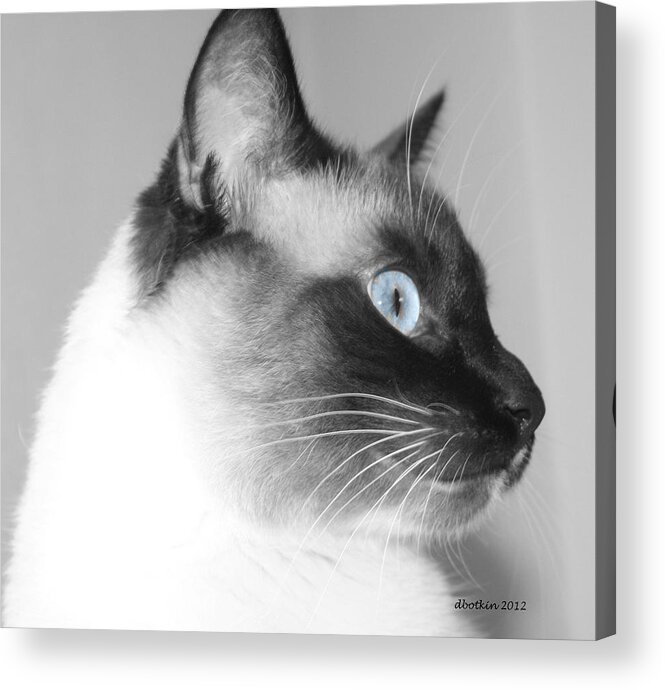 Animal Acrylic Print featuring the photograph Eyes of Blue by Dick Botkin