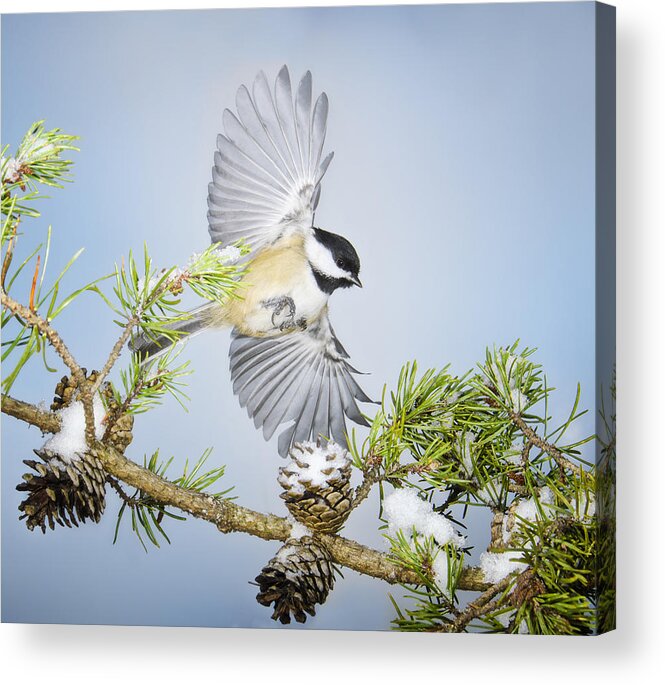 Birds In Flight Acrylic Print featuring the photograph Fancy Flyer by Peg Runyan