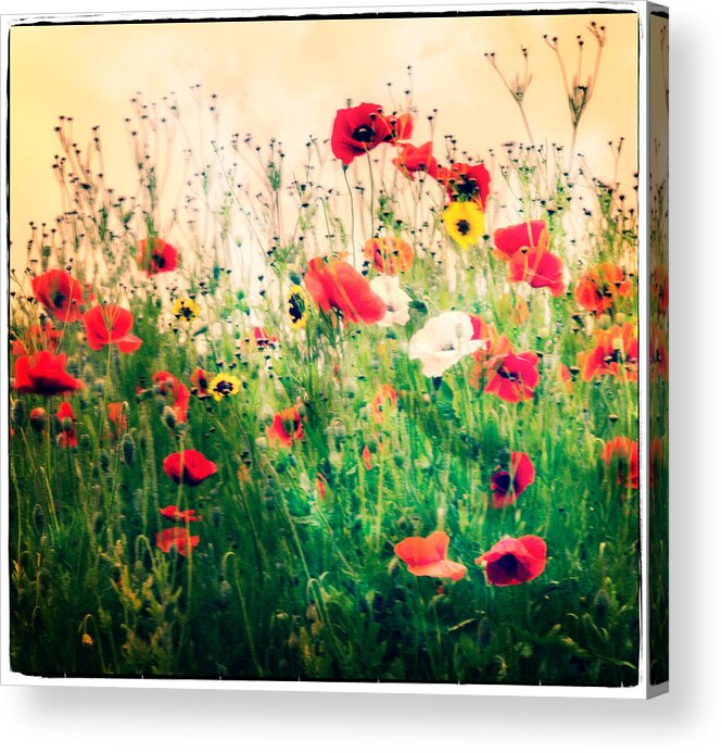 Flower Acrylic Print featuring the photograph Field of Poppy's by Spikey Mouse Photography