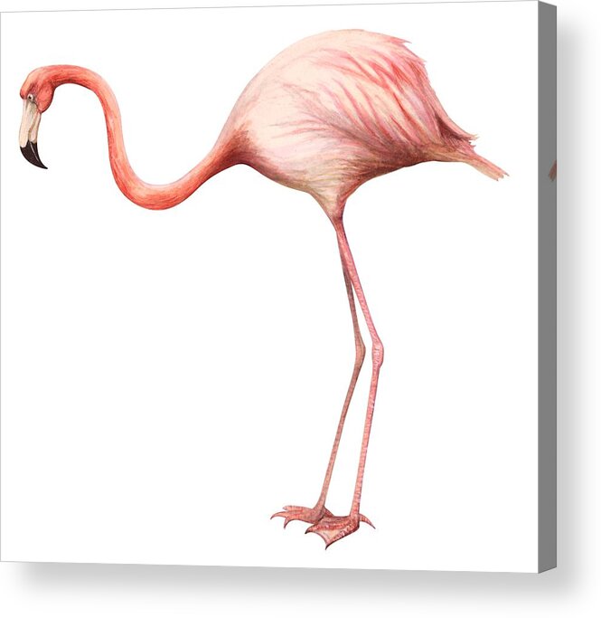 No People; Square Image; Side View; Full Length; White Background; One Animal; Wildlife; Close Up; Zoology; Illustration And Painting; Bird; Beak; Feather; Pink; Web; Flamingo; Phoenicopterus Ruber Acrylic Print featuring the drawing Flamingo by Anonymous