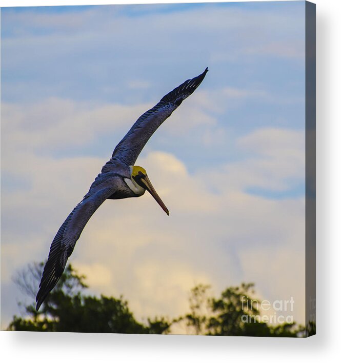 Pelican Acrylic Print featuring the photograph Fly Away by Judy Wolinsky