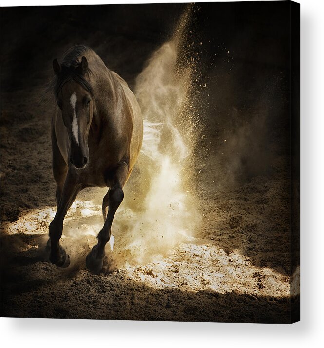 Horse Acrylic Print featuring the photograph Gold Dust by Pamela Steege