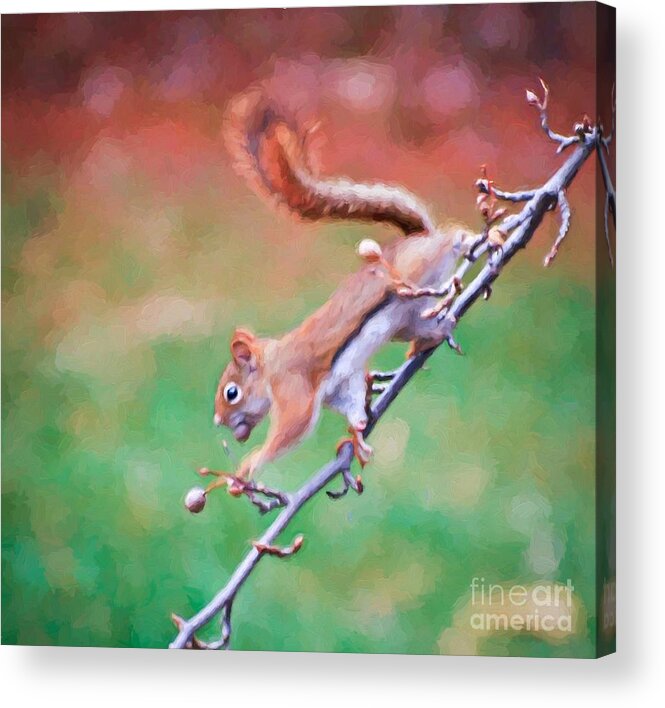 Squirrel Acrylic Print featuring the photograph Grab Life By The Berries by Kerri Farley