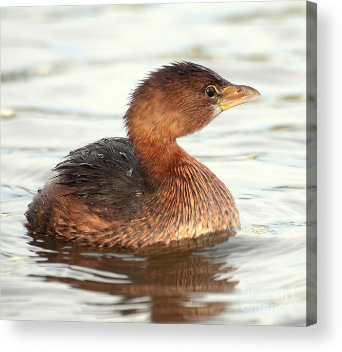 Grebe Acrylic Print featuring the photograph Grebe in morning light by Ruth Jolly