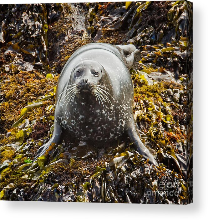 Animal Acrylic Print featuring the photograph Harbor Seal by Alice Cahill