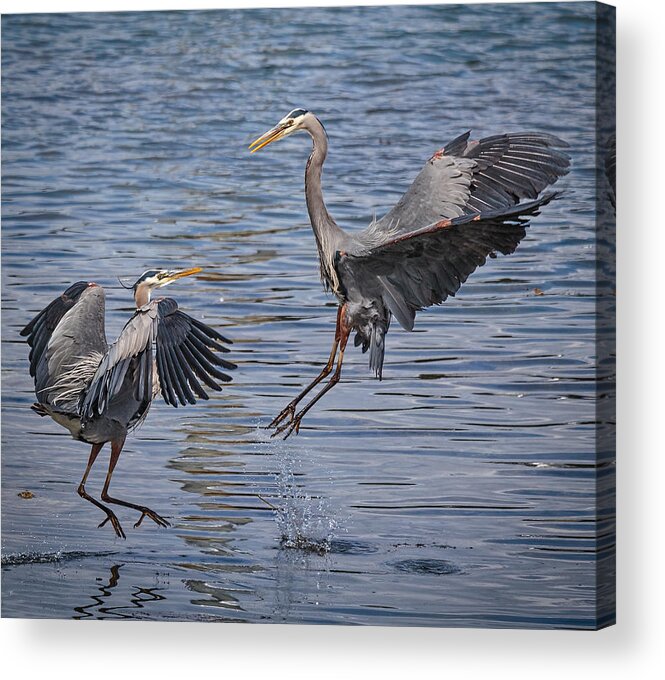 Harrier Herons Acrylic Print featuring the photograph Harrier Herons by Wes and Dotty Weber