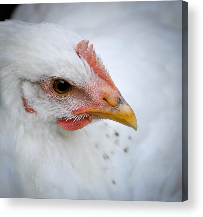 Autumn Acrylic Print featuring the photograph Hen Imagines Herself as a Cloud by Ronda Broatch