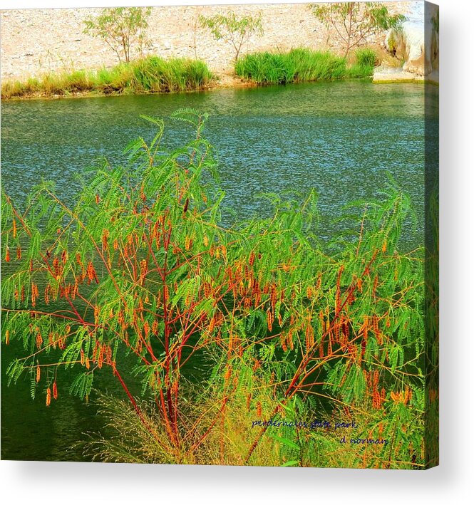 Texas Hill Country Acrylic Print featuring the photograph Hidden Oasis by David Norman