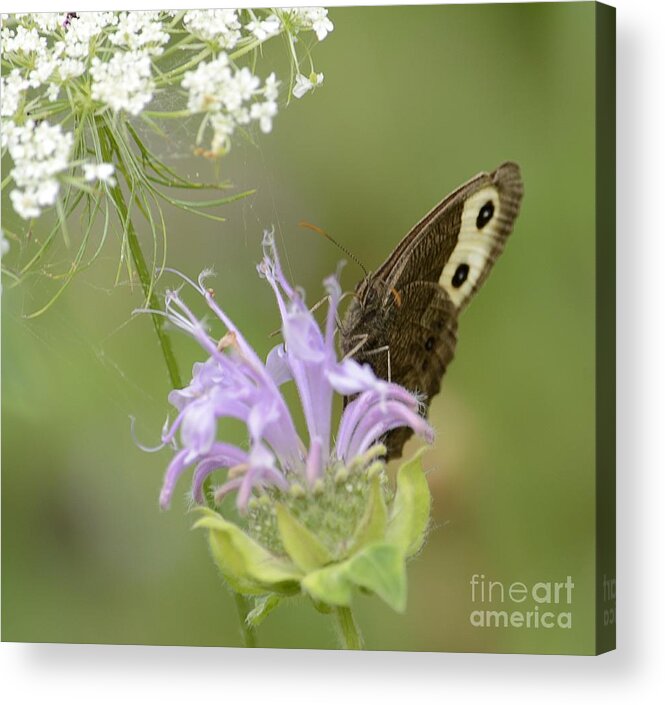 Mountain Meadow Acrylic Print featuring the photograph High Meadow Memory by Randy Bodkins