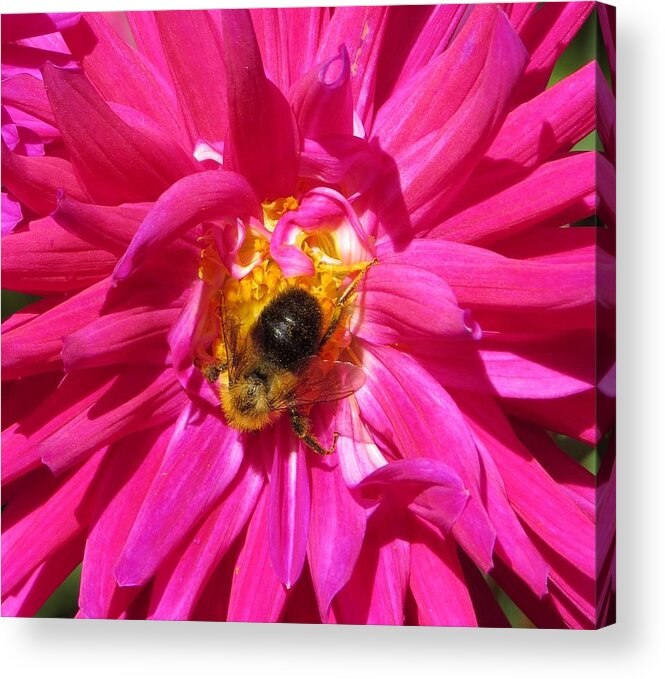 Flower Acrylic Print featuring the photograph Honey I am Working by Jeanette Oberholtzer