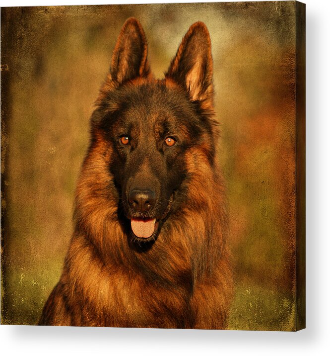 German Shepherd Acrylic Print featuring the photograph Hoss - German Shepherd Dog by Sandy Keeton