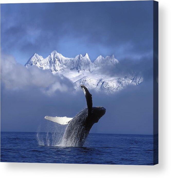 Hyde Acrylic Print featuring the photograph Humpback Whale Breaches In Clearing Fog by John Hyde