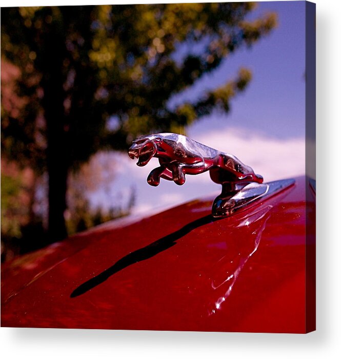 Jaguar Acrylic Print featuring the photograph Jaguar by Rona Black
