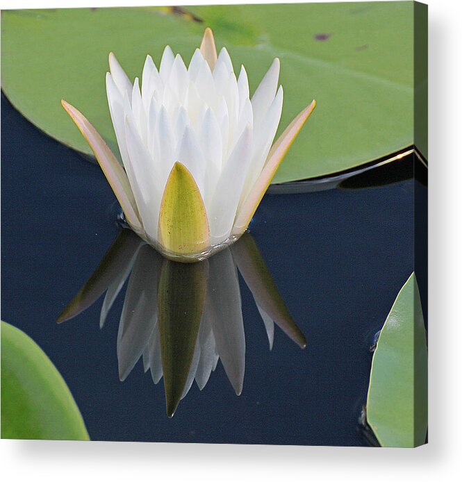 Blurred Acrylic Print featuring the photograph Lily by Dart Humeston